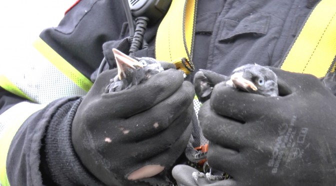 Hoofddorp; Brandweer redt pechvogels [video]